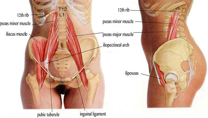 Advanced Myofascial Release By Jelle Schaegen With 30